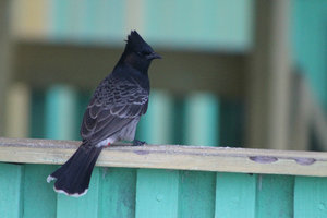 Red-vented bulbul (Pycnonotus cafer)