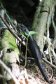 Pacific black skink (Emoia nigra)