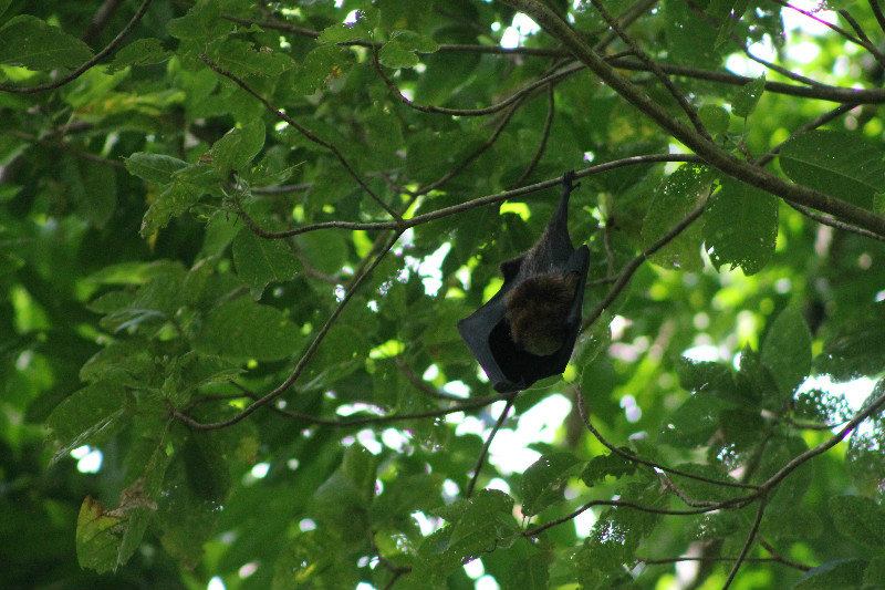 Samoan fruit bat (Pteropus samoensis)