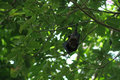 Samoan fruit bat (Pteropus samoensis)