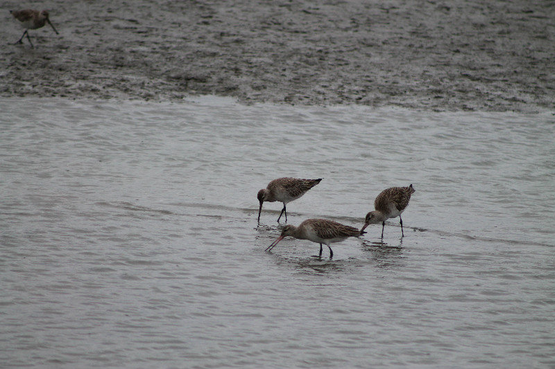 Bar-tailed godwits (Limosa lapponica)