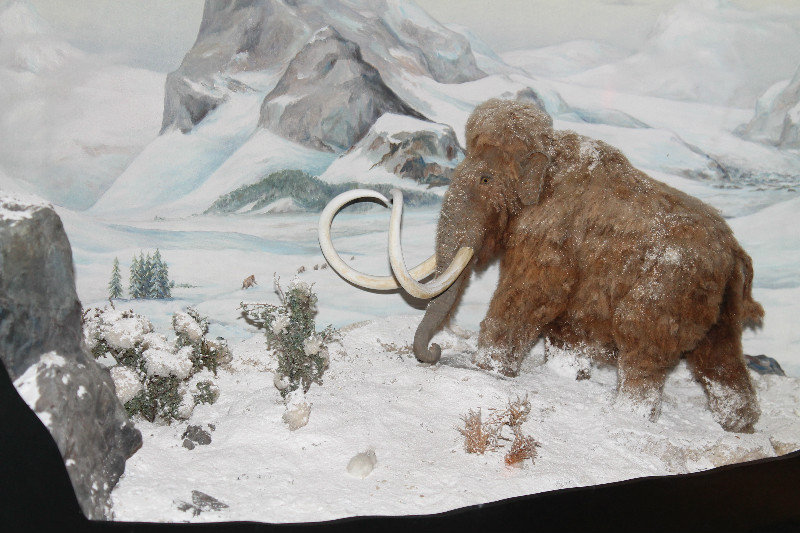 miniature mammoth