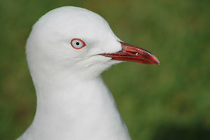 Red-billed gull (Larus novaehollandiae scopulinus)