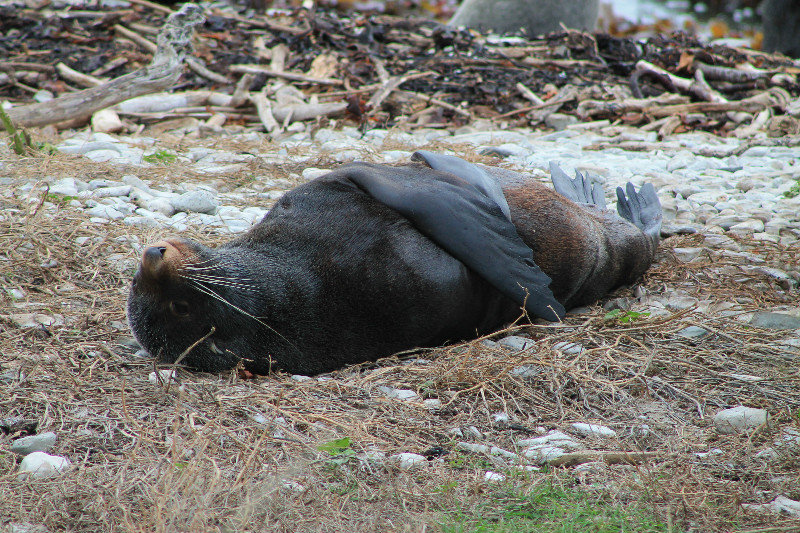 NZ fur seal (Arctocephalus forsteri)