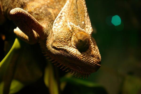 veiled chameleon (Chameleo calyptratus)