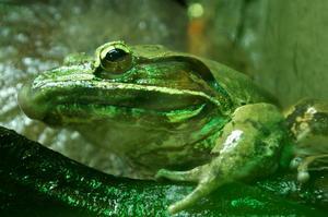 Malaysian giant frog (Limnonectes blythii)