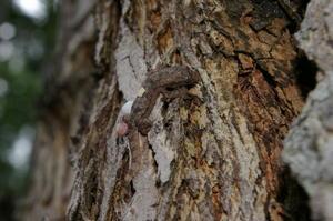 baby gecko at Taman Pertanian