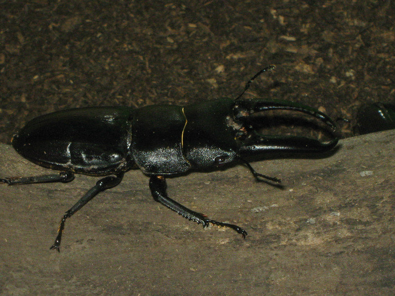 unidentified stag beetle