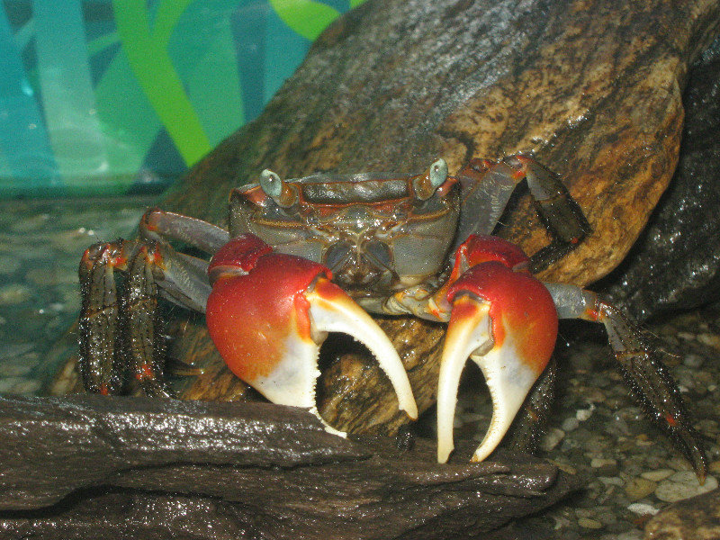 land crab (Holometopus haematocheir)
