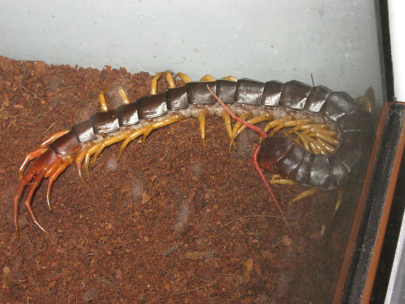giant centipede (Scolopendra subspinipes dehaani)