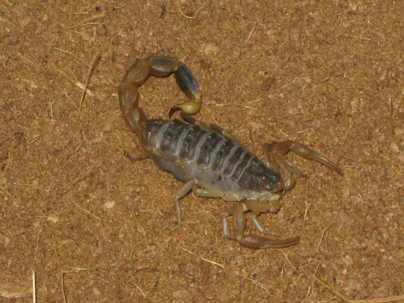 scorpion (Lychas mucronatus)