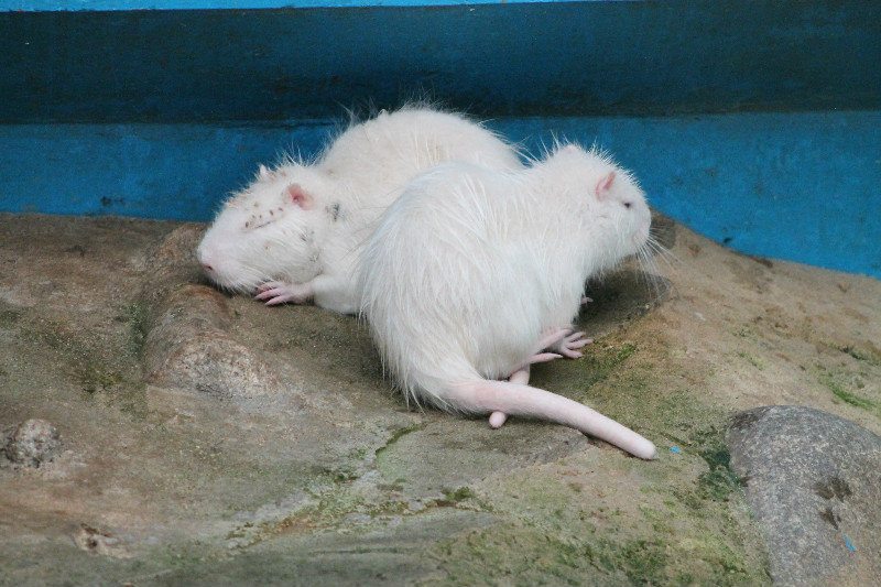 albino coypus (Myocastor coypus)