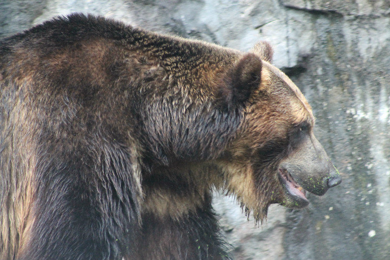 Ezo brown bear (Ursus arctos yesoensis)