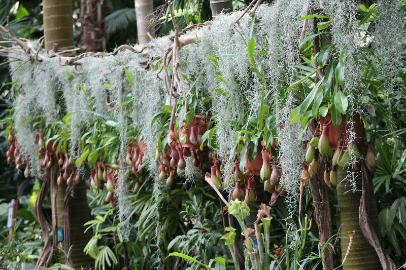 pitcher plants (Nepenthes sp)