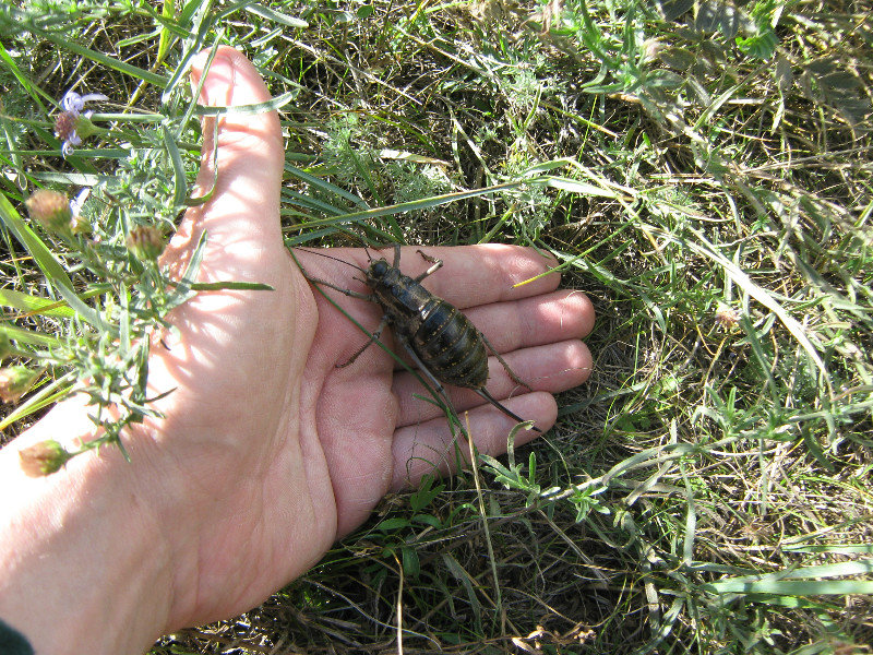 one of the giant flightless crickets