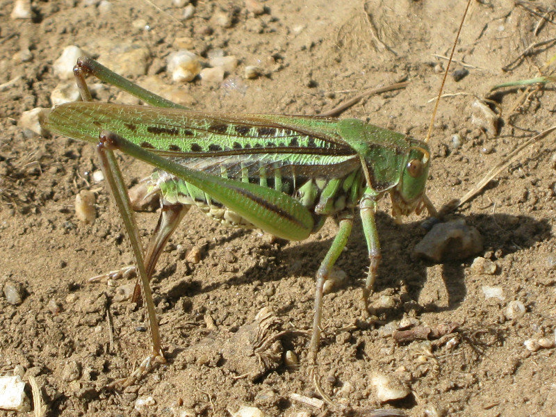 grasshopper laying eggs