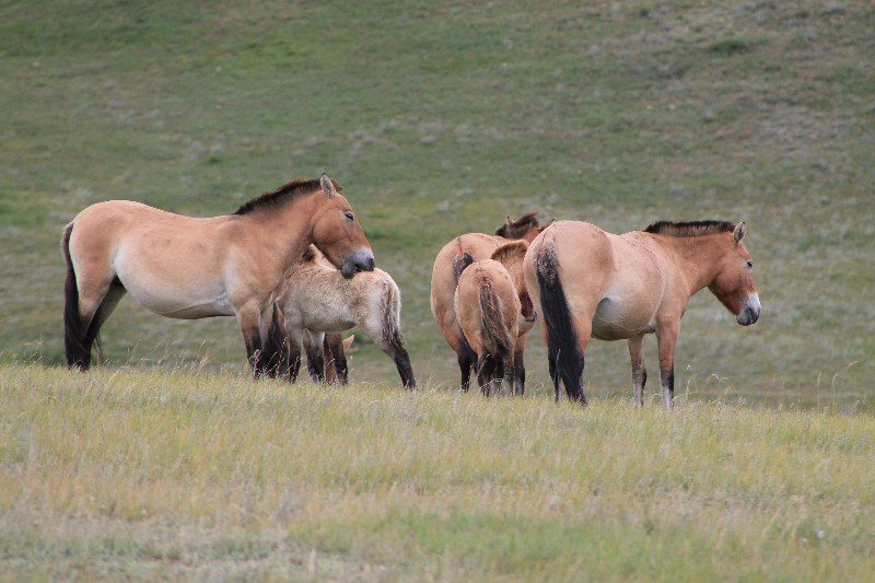 Przewalski's horses (Equus ferus przewalskii)