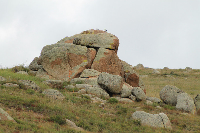 another Cat Rock (with magpies)