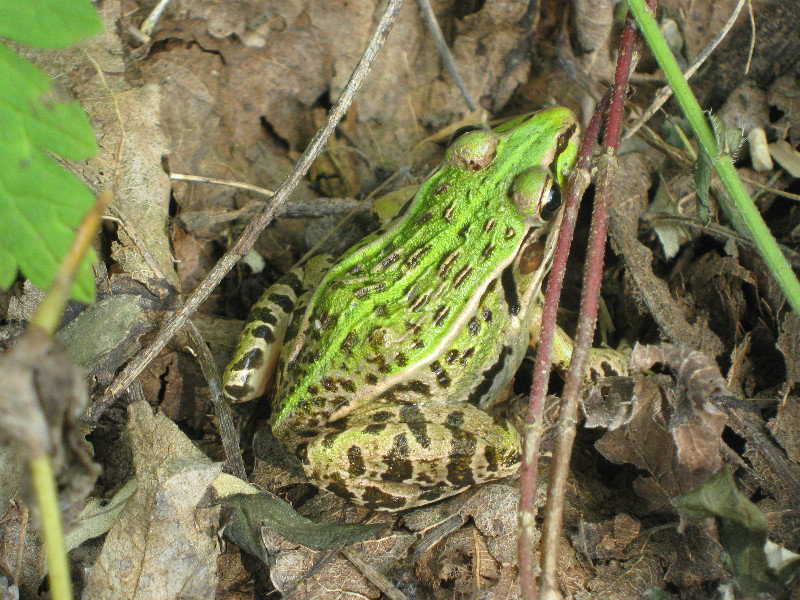 unidentified frog (one of several)