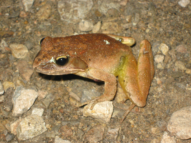 unidentified frog (one of several)