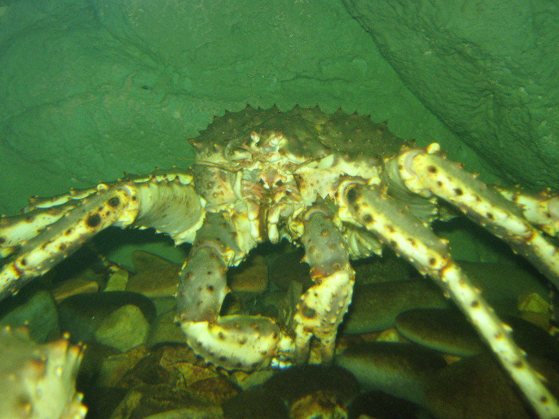 Kamchatka king crab (Paralithodes camtschaticus)