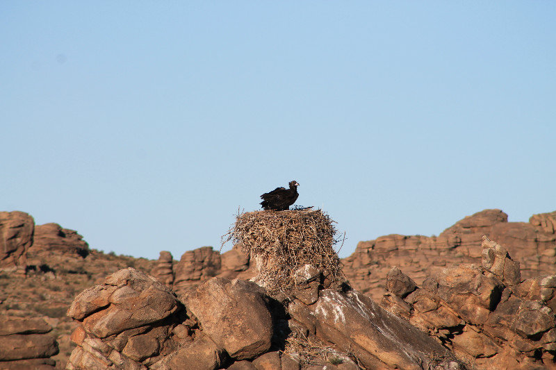 Cinereous vulture (Aegypius monachus) on nest