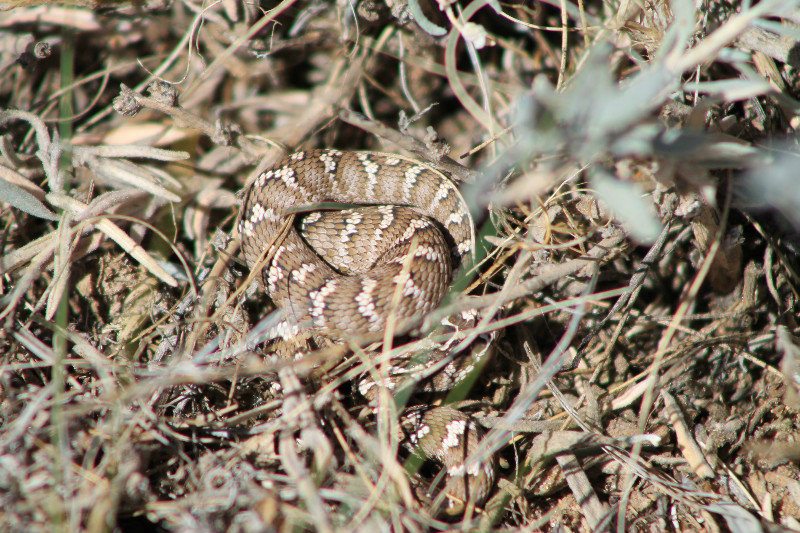 Siberian pit-viper (Agkistrodon halys)
