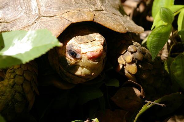 impressed tortoise (Manouria impressa) -- not looking terribly impressed!