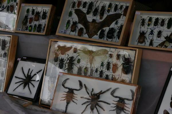 cases of insects (and others) at the market