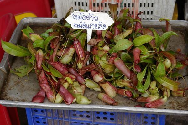 pitcher plant pitchers at the market