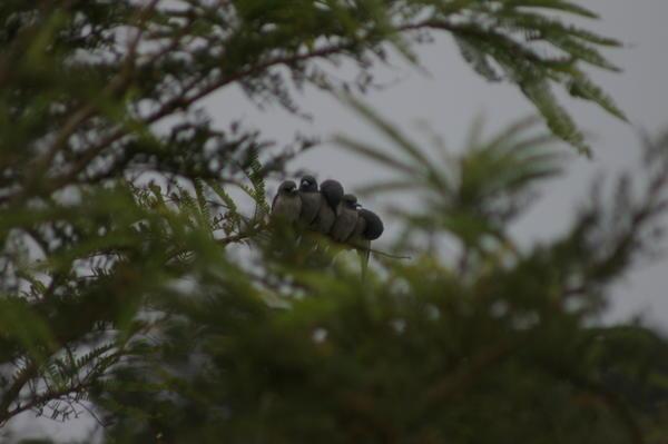ashy woodswallows (Artamus fuscus)
