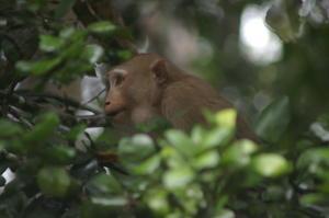 pig-tailed macaque (Macaca nemestrina)