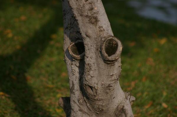 my good friend Tree-face