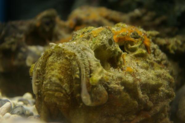 estuarine stonefish (Synanceia horrida)