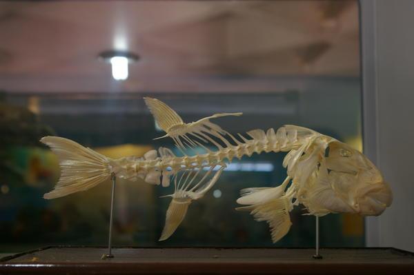 pufferfish skeleton in the Marine Science Museum