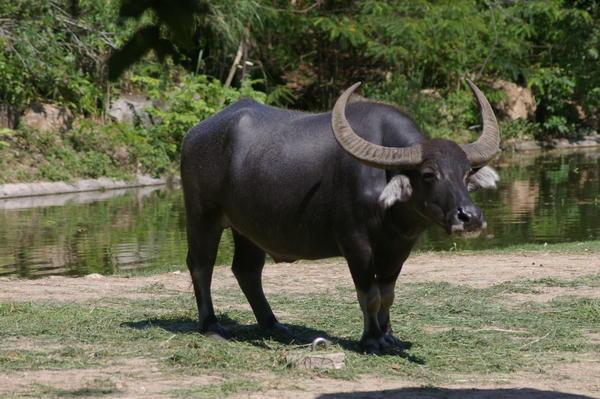 water buffalo (Bubalus bubalis) at the Khao Kheow Open Zoo