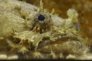 toadfish (Halophryne ocellatus)