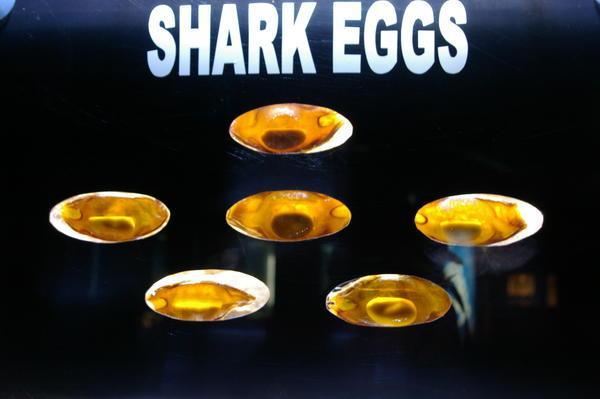 shark eggs (well, obviously)