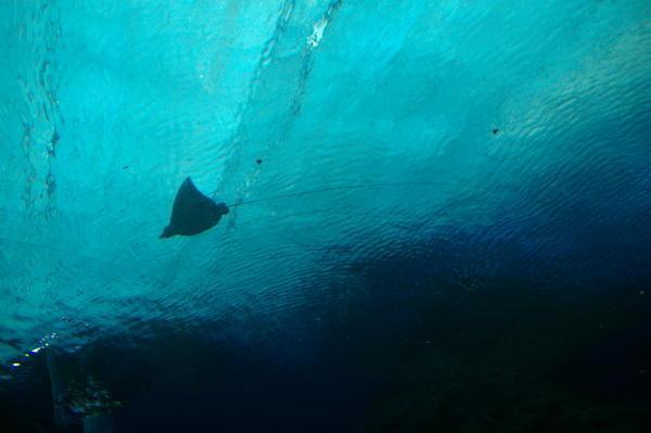 one of the eagle rays with its long LONG tail