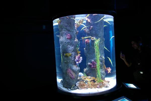 pipefish tank