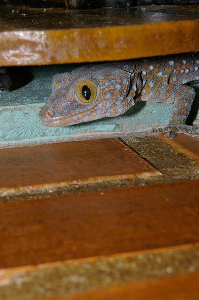 tokay gecko (Gekko gecko)