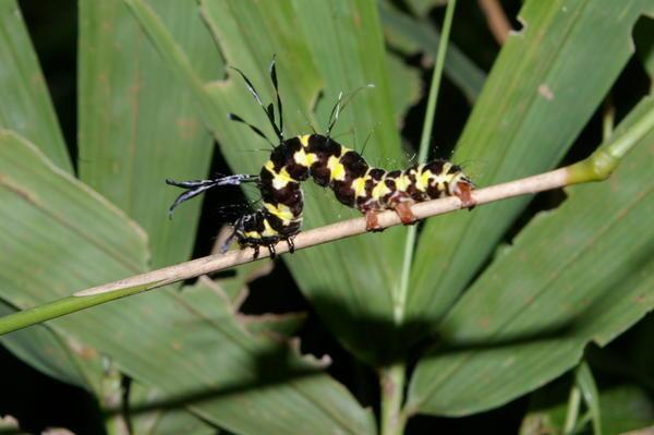 caterpillar on the Jungle Trail