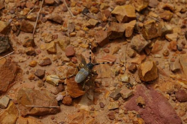 longhorn beetle at Den Ya Kat