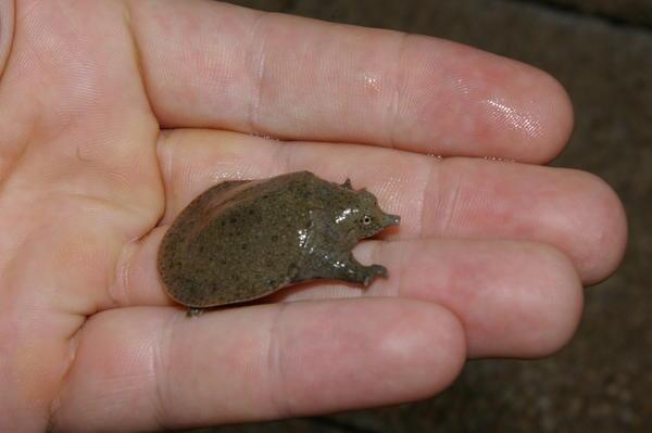 baby softshell turtle: 10 Baht at the Chiang Dao market, $1000 in NZ