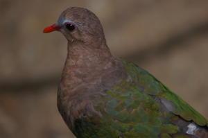 emerald dove (Chalcophaps indica), common at Doi Chiang Dao