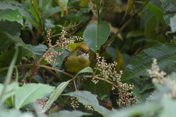 chestnut-tailed minla (Minla strigula)