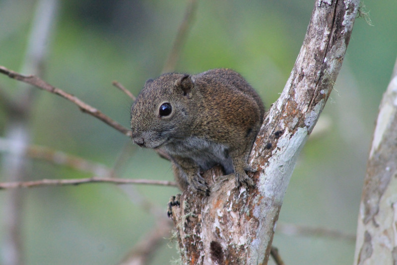 Bornean black-banded squirrel (Callosciurus orestes)