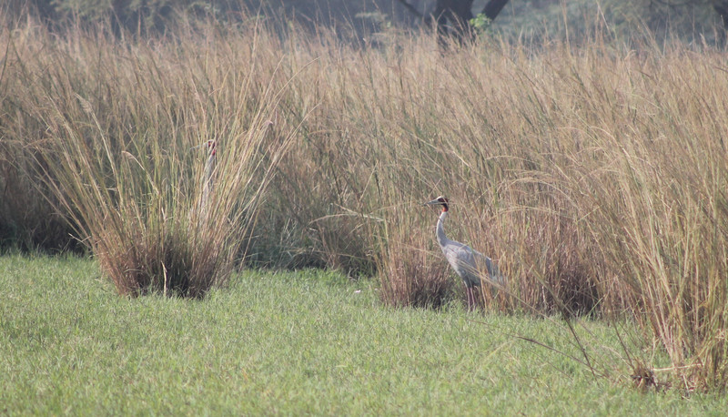 Sarus Cranes (Grus antigone)