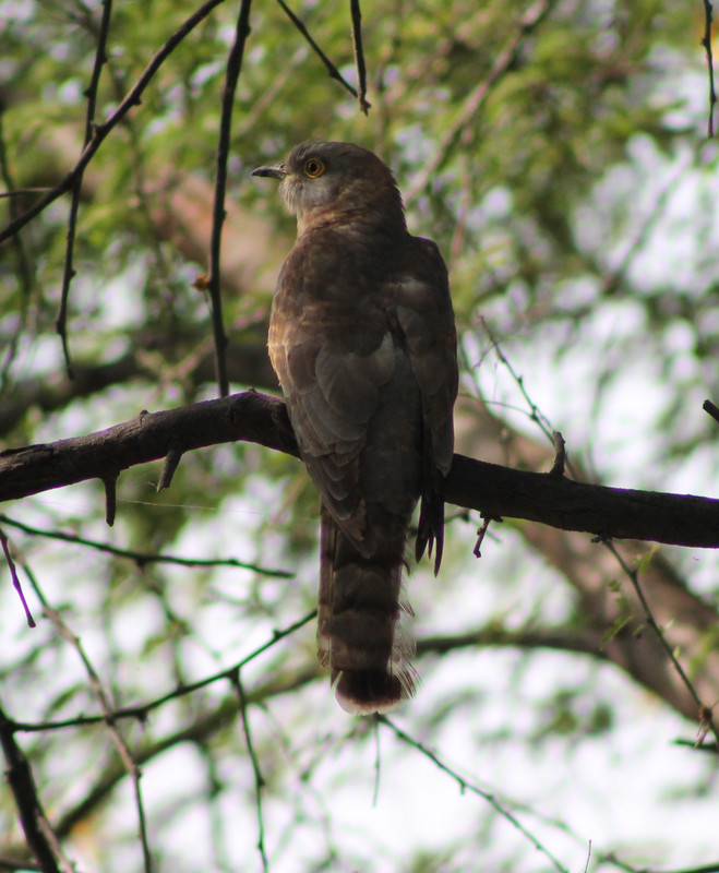 Common Hawk-cuckoo (Hierococcyx varius)