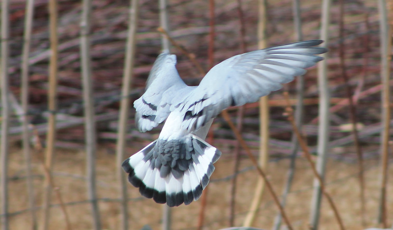Hill pigeon (Columba rupestris)